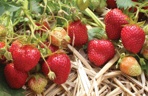 Strawberry A C Wendy Early season 25 count bundle